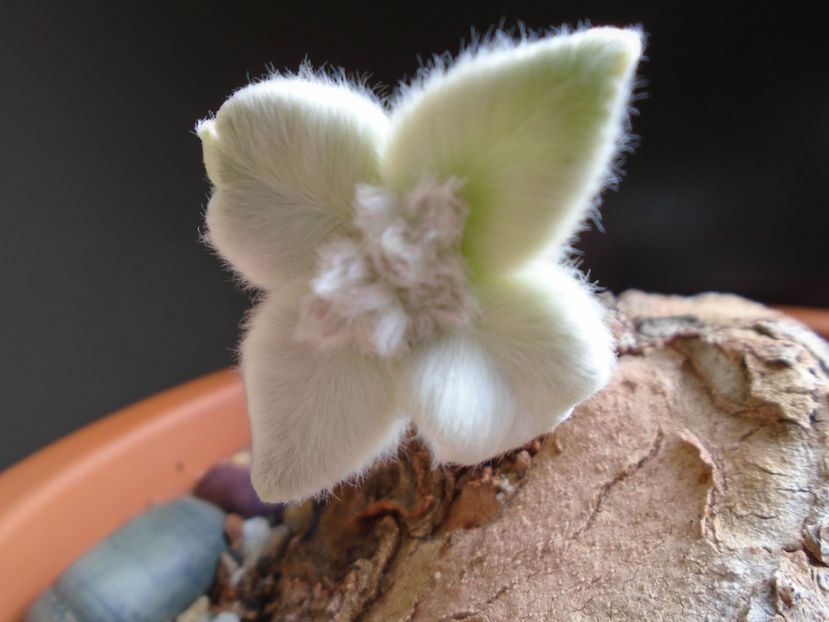 Sinningia leucotricha, inceput de vegetatie - Caudiciforme si bulbi 2019