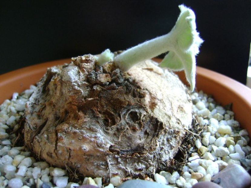 Sinningia leucotricha - Caudiciforme si bulbi 2019