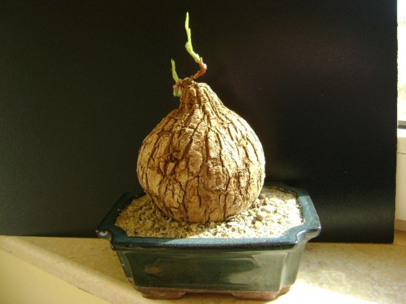 Euphorbia trichadenia, inceput de vegetatie - Caudiciforme si bulbi 2019