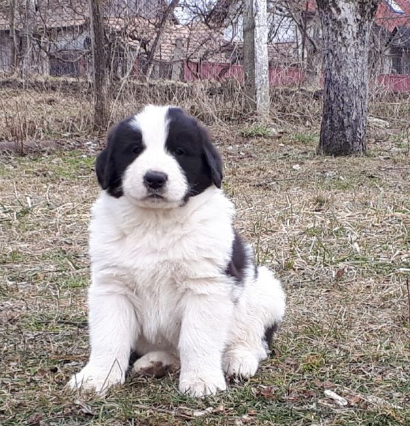 26.02.19 - Pui ciobănesc românesc de Bucovina de vânzare