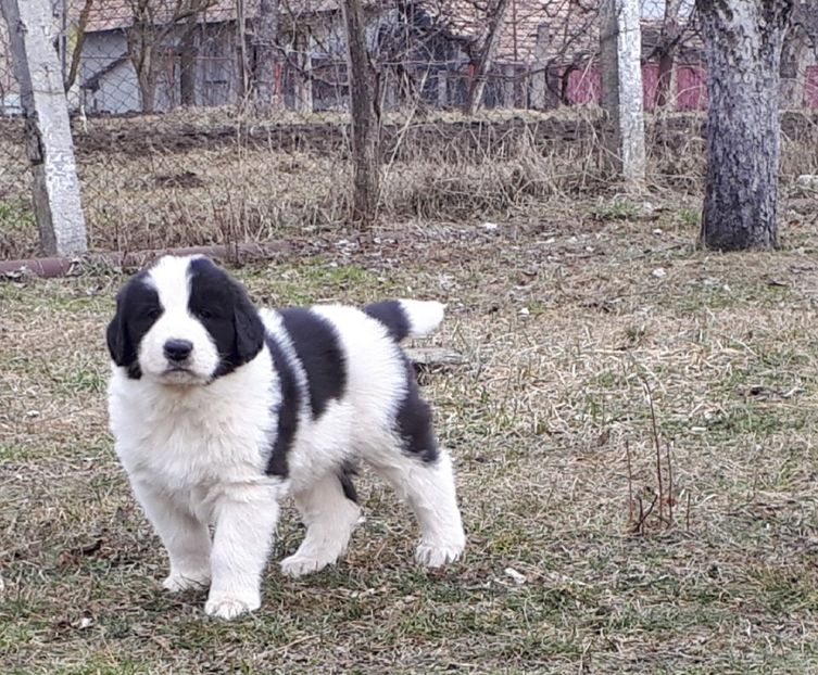  - Pui ciobănesc românesc de Bucovina de vânzare