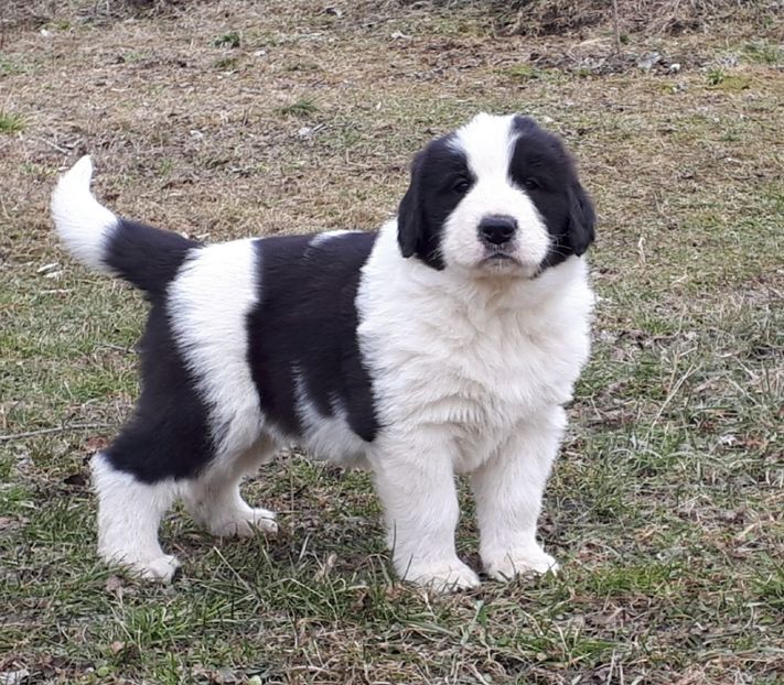 Ahile - Pui ciobănesc românesc de Bucovina de vânzare