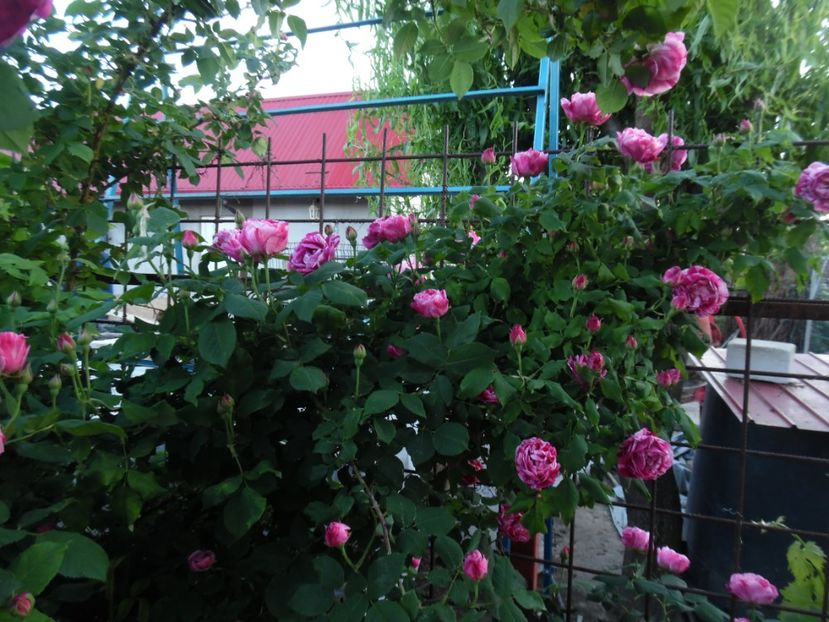  - Dimov 21 Honorine de Brabant