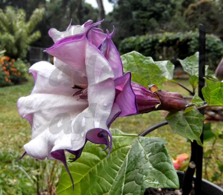  - Datura floare dubla - Brugmansia