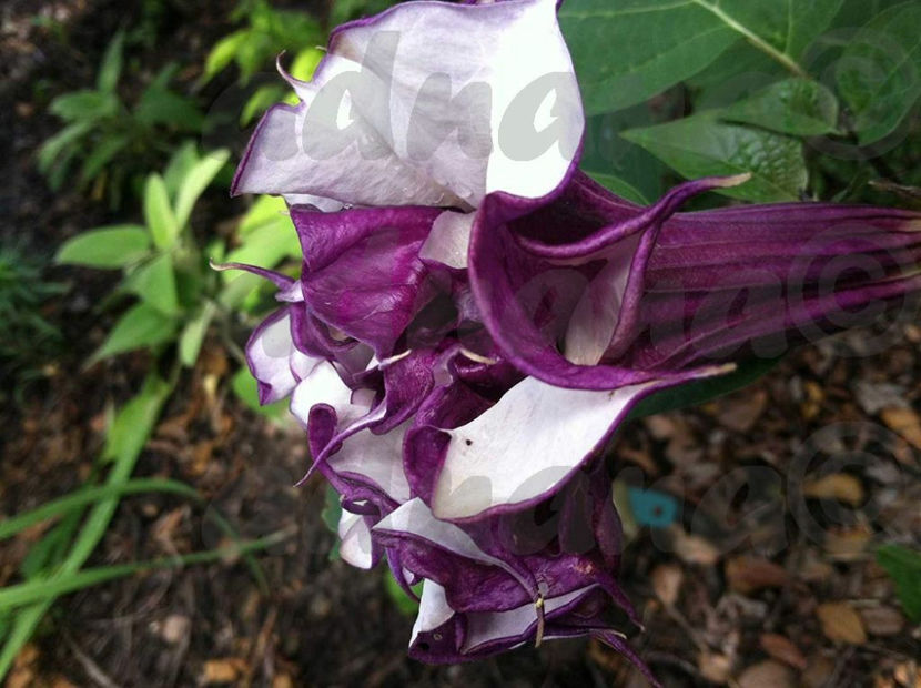  - Datura floare dubla - Brugmansia