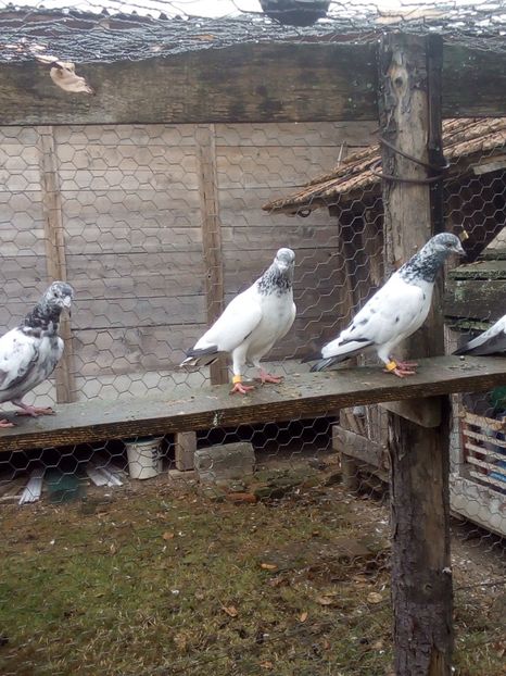  - B PASIUNE SI PLACERE