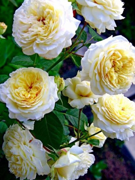 rosier-generosa-nelson-monfort- - NELSON MONFORT