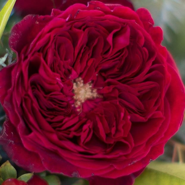 tess_-_new_1 - TESS OF THE D-UBERVILLE