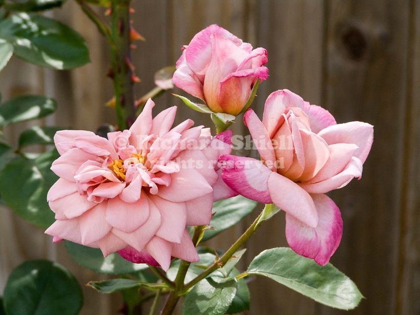 Orchid-Masterpiece-climbing-Rose - ORCHID MASTERPIECE