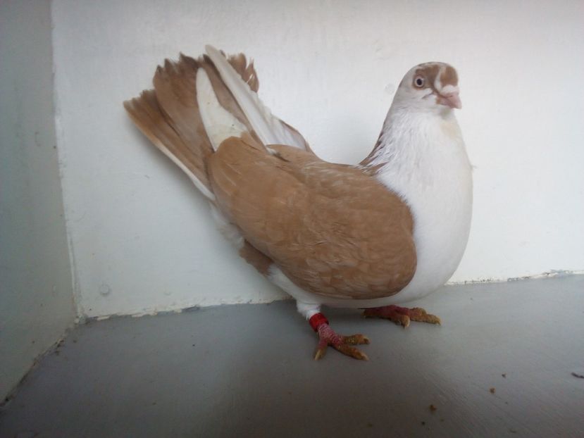  - PORUMBEI CARE MI AU APARTINUT