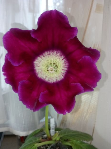 Nr 27 - Gloxinii din semințele obținute de mine 2018-2019