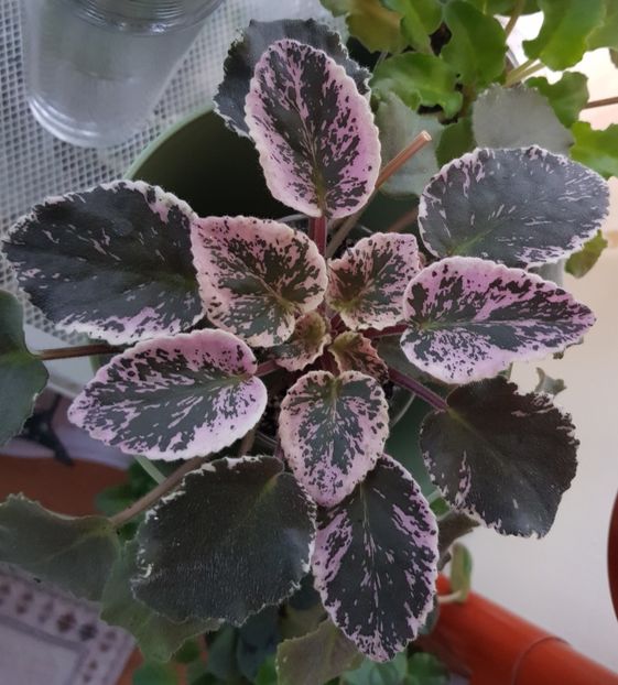 28.02.2019 - Cherokee Trail