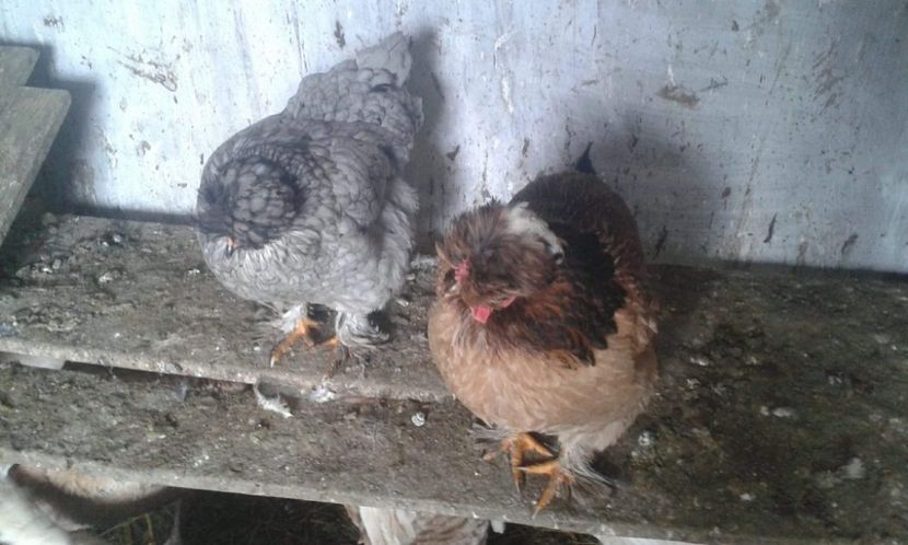 received_1537796249682130 - 02Vanzare sau Schimb