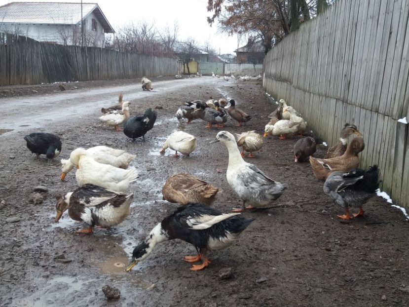  - 02Vanzare sau Schimb