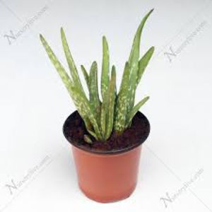 Aloe vera 0721339995 barbadensis miller bucuresti pepeniera gradina - Aloe Vera Barbadensis Miller 0721339995 Bucuresti Gradina Pepeniera