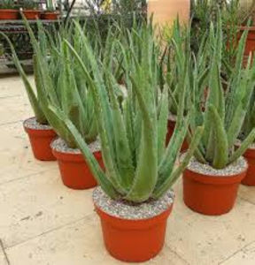 Aloe Vera 0721339995 Barbadensis Miller Bucuresti Gradina Pepeniera - Aloe Vera Barbadensis Miller 0721339995 Bucuresti Gradina Pepeniera