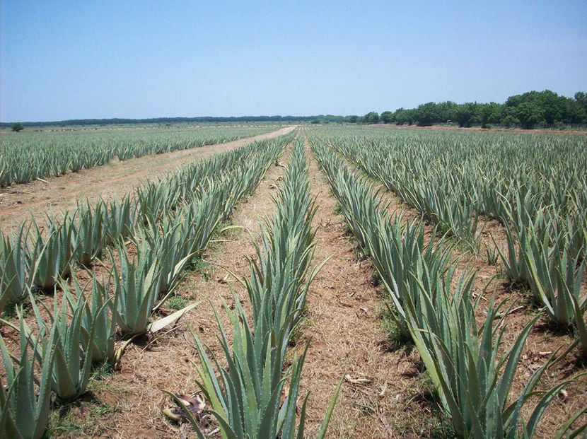 Barbadensis Miller Aloe Vera 0721339995 Garadina Bucuresti Pepeniera - Aloe Vera Barbadensis Miller 0721339995 Bucuresti Gradina Pepeniera