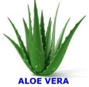 Aloe vera 0721339995 Bucuresti Pepeniera Gradina - Aloe Vera Barbadensis Miller 0721339995 Bucuresti Gradina Pepeniera