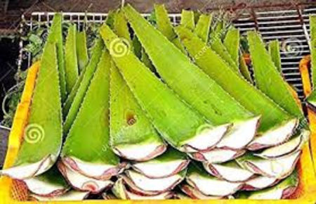 Frunze Taiate aloe vera 0721339995 Bucuresti gradina Pepeniera - Aloe Vera Barbadensis Miller 0721339995 Bucuresti Gradina Pepeniera