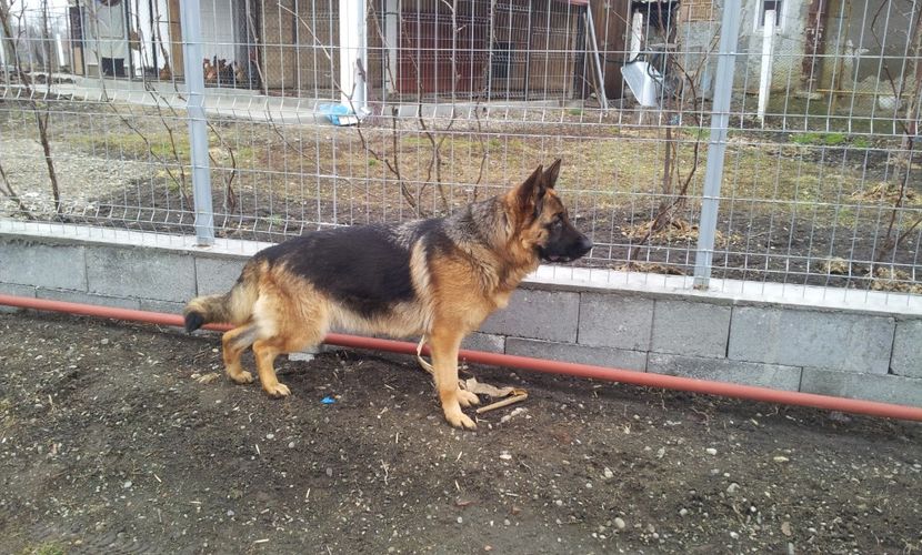  - 15 Paznic in devenire