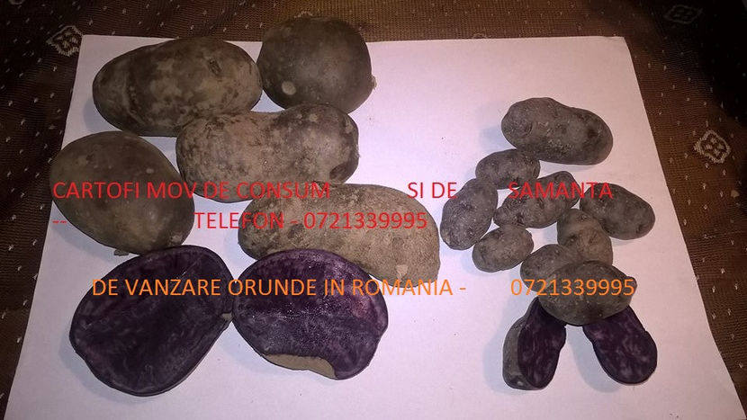 Cartofi mov 0721339995 consum si samanta dE VANZARE ORIUNDE IN ROMANIA - Cartofi Mov Peruvian 0721339995 Pepeniera Gradina Bucuresti oriunde Romania