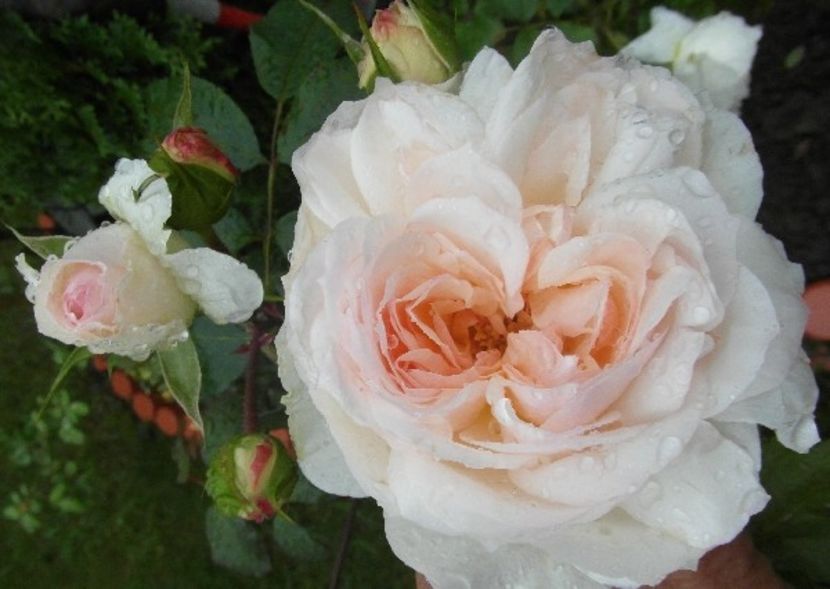 hjggvvvb - STEPHANIE BARONIN ZU GUTTENBERG