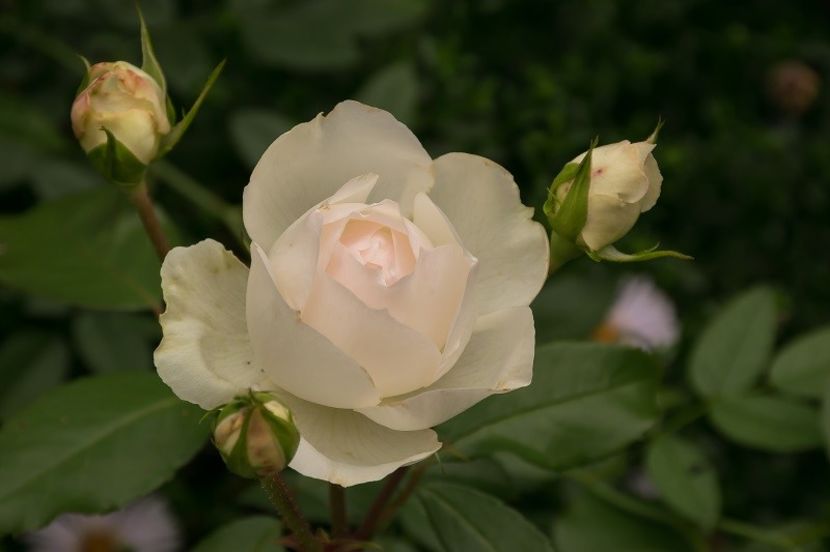 jjjm - STEPHANIE BARONIN ZU GUTTENBERG