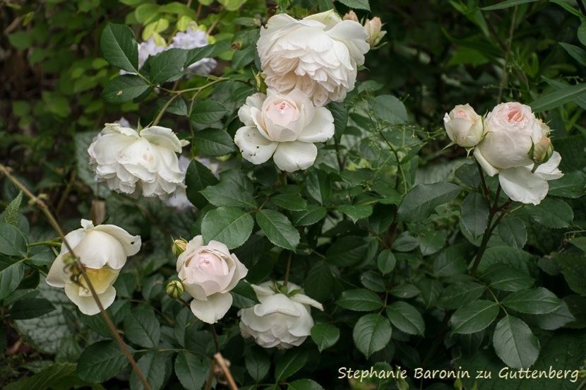 jjhghg - STEPHANIE BARONIN ZU GUTTENBERG