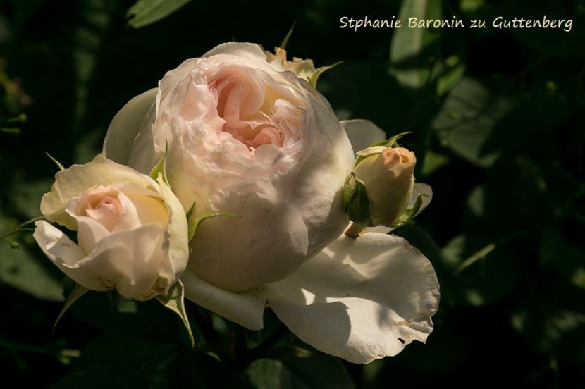 jjjjjjjjjjjjjjjjj - STEPHANIE BARONIN ZU GUTTENBERG