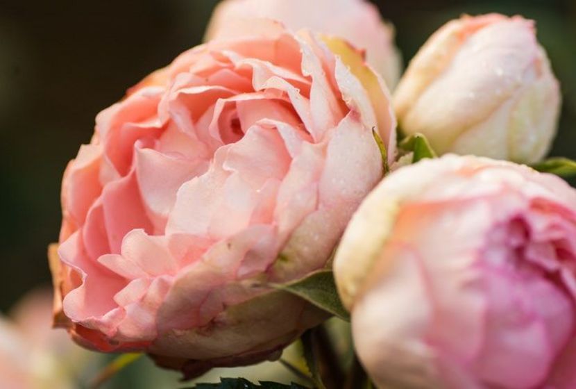 Lovely Rococo-  1 - LOVELY ROCOCO ROKOKO