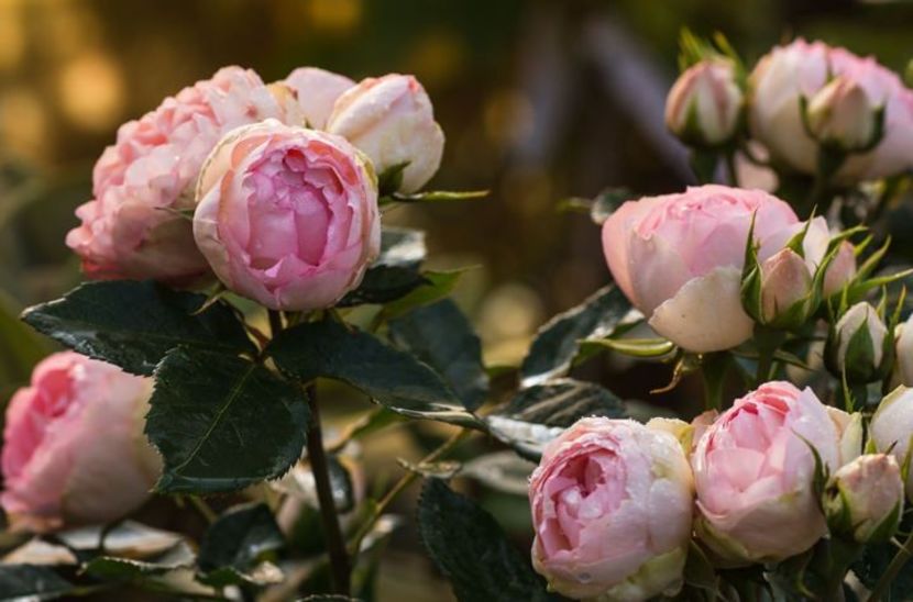 Lovely Rococo -4 - LOVELY ROCOCO ROKOKO