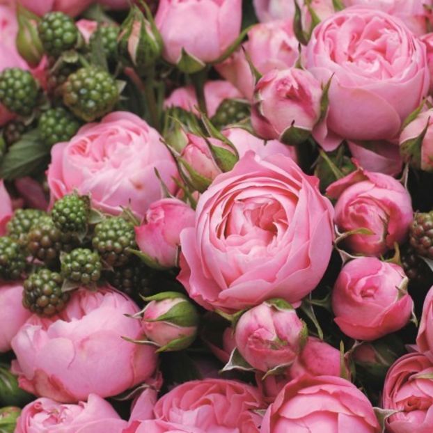 Rokoko - LOVELY ROCOCO ROKOKO