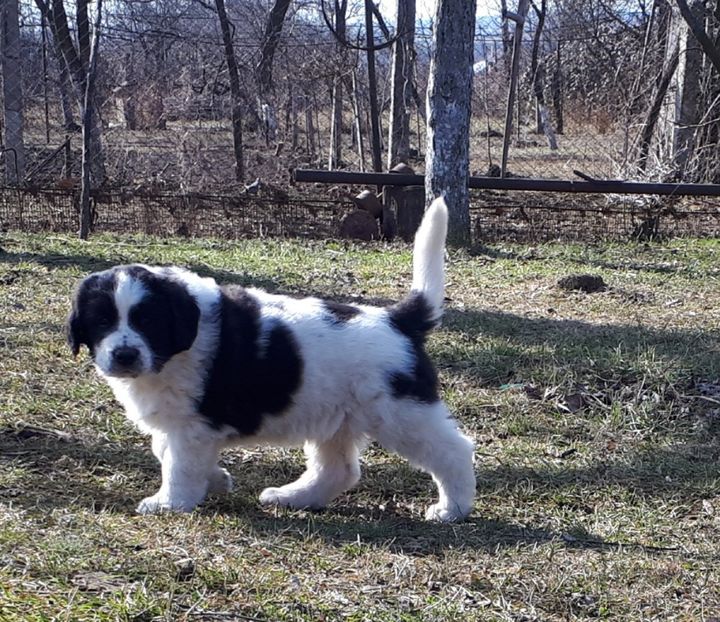 Femela - Pui ciobănesc românesc de Bucovina de vânzare