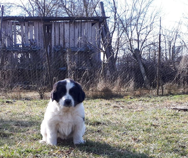 6 săptămâni - Pui ciobănesc românesc de Bucovina de vânzare