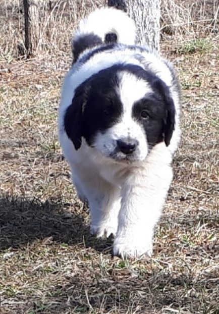  - Pui ciobănesc românesc de Bucovina de vânzare