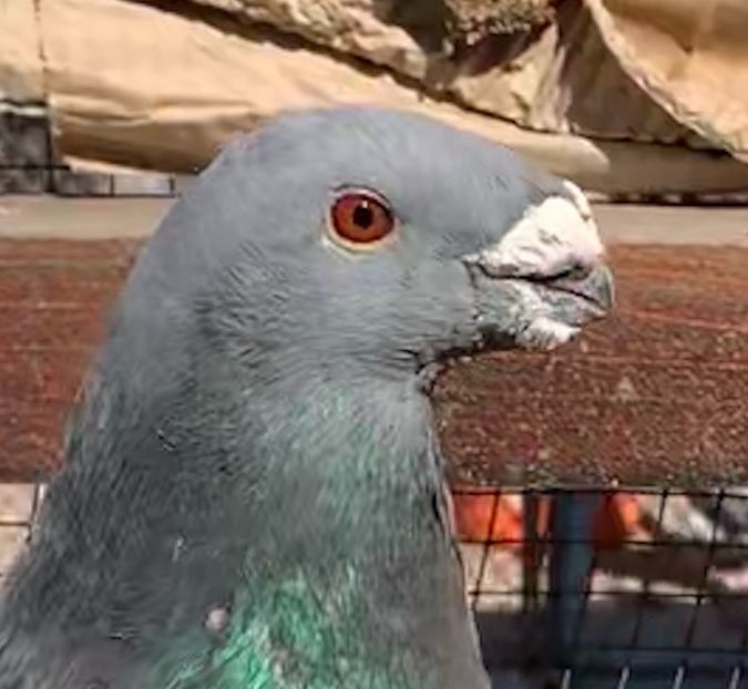 F4162128-6420-4937-A2AB-FCB0FFD7341D - Matca