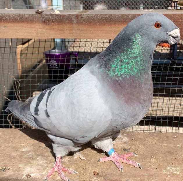 4BF0E6BA-A01E-40C8-9BC9-E45F6DD4B52A - Matca