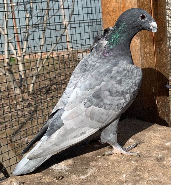 E0C62690-A520-401A-92F6-A66E393FD8B6 - Matca