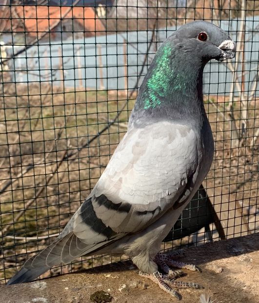 EED6D649-FFAA-47AA-8D14-67EB1CAE891E - Matca