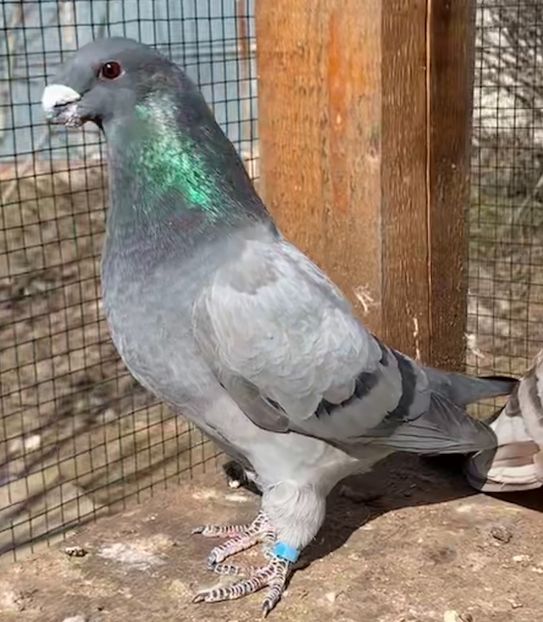 8E58B60A-5285-4361-9A45-F4E613AB5806 - Matca