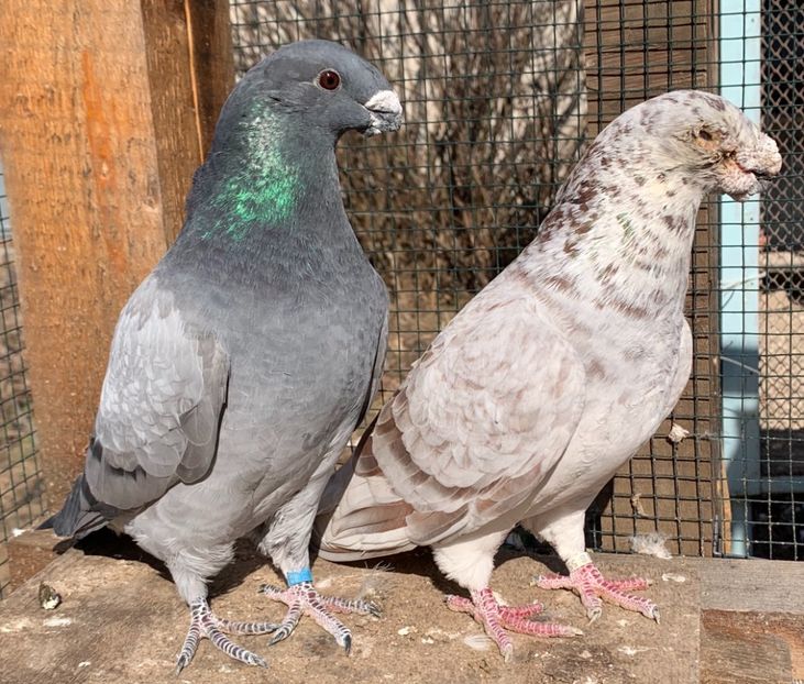 BBA018EF-4B2E-4CD1-8AE2-A195CB22DC21 - Matca