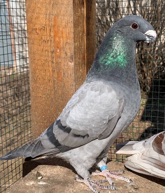 D8C02702-9867-4ECF-87BD-642FC1035FA9 - Matca