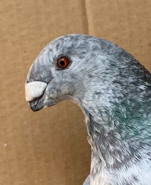 25C87F1F-419F-458C-82F9-038F5CE26268 - Matca