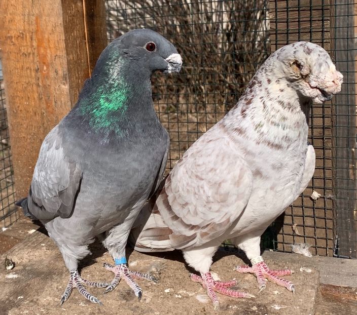 132037A8-DBFE-4E57-B46C-60390B7A0617 - Matca