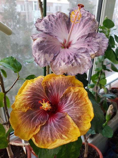  - HIBISCUS 2019
