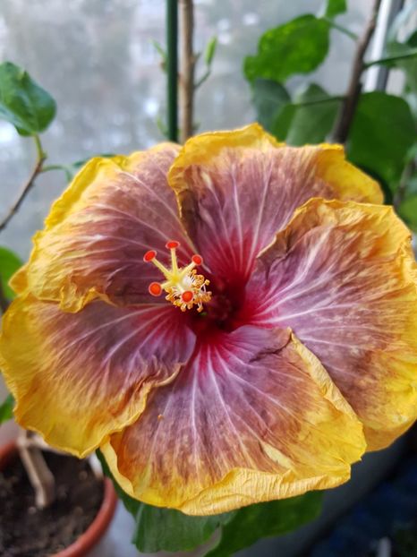  - HIBISCUS 2019