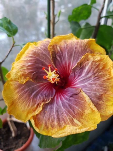  - HIBISCUS 2019