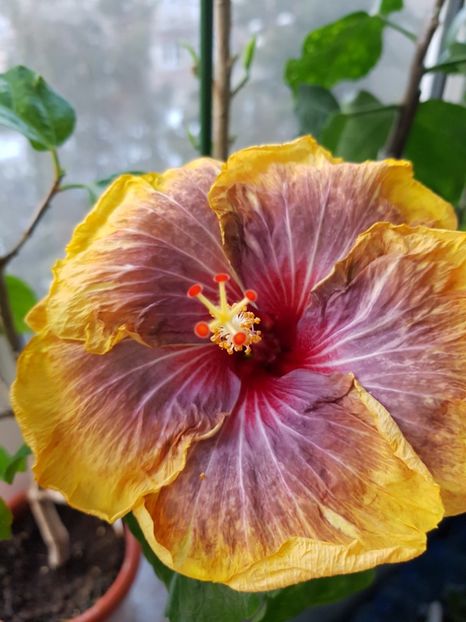 - HIBISCUS 2019
