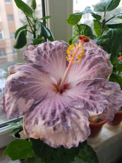  - HIBISCUS 2019