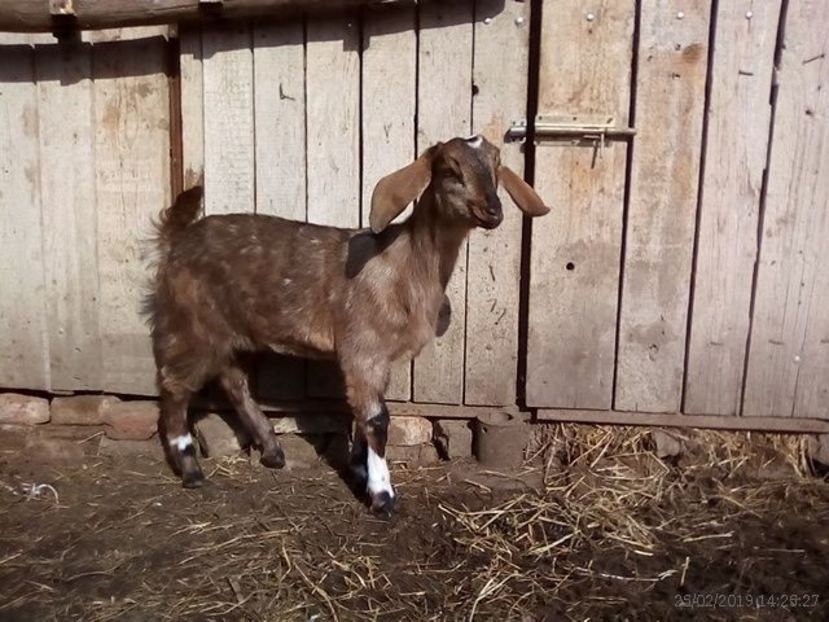  - e --- ieduta steluta